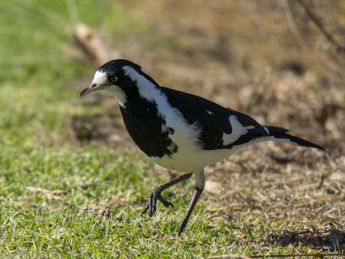 Magpie-lark - ML620633433