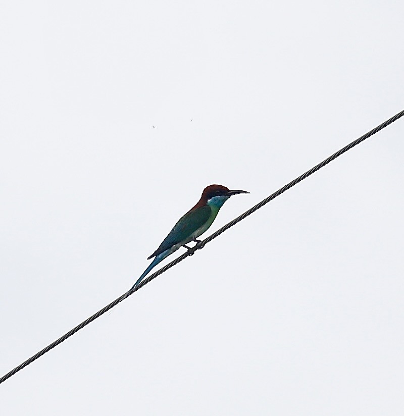 Blue-throated Bee-eater - ML620633436