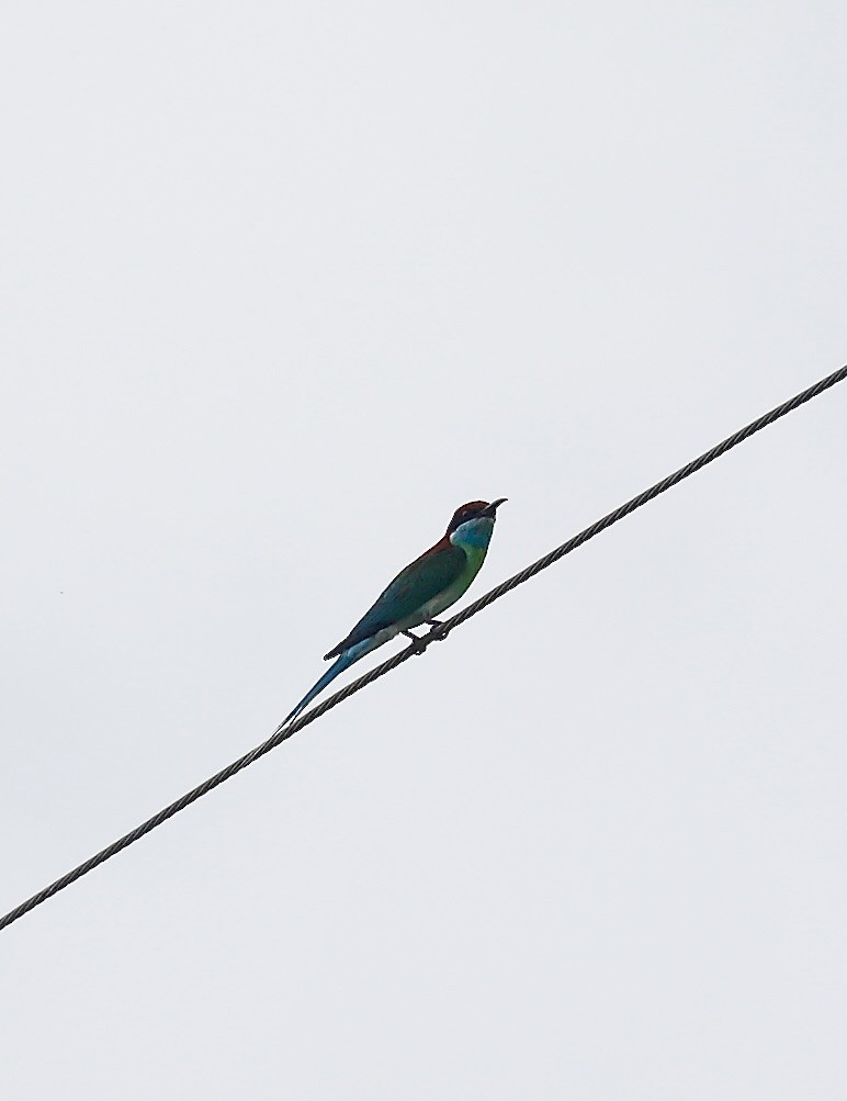 Blue-throated Bee-eater - ML620633437