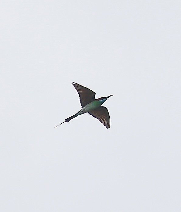 Blue-throated Bee-eater - ML620633438