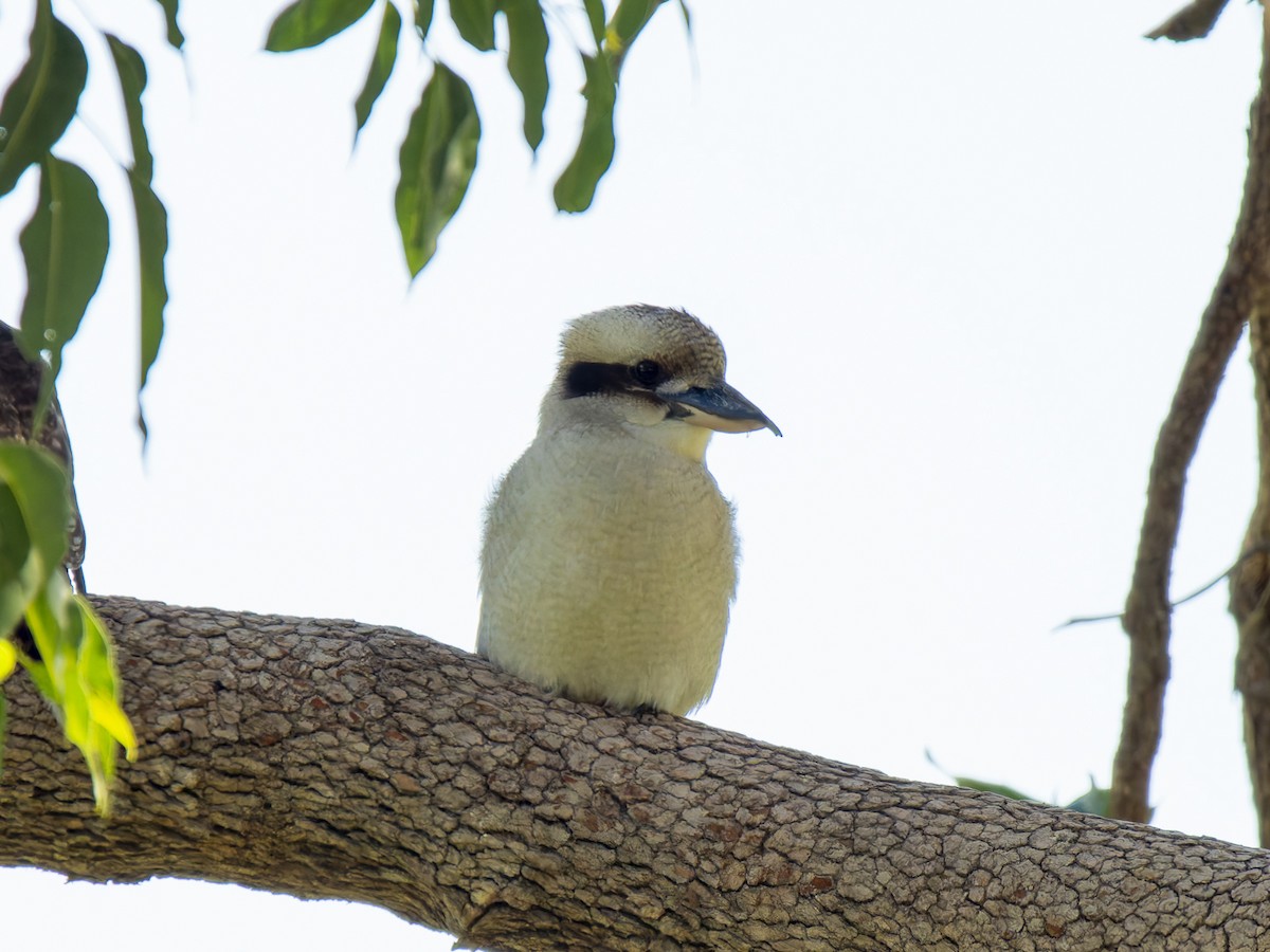 Laughing Kookaburra - ML620633440