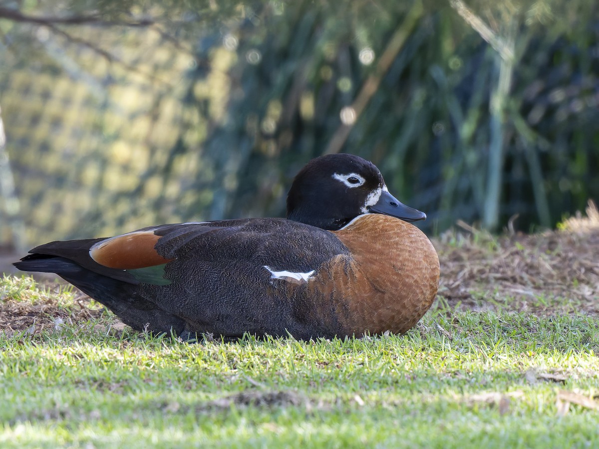 Australian Shelduck - ML620633443