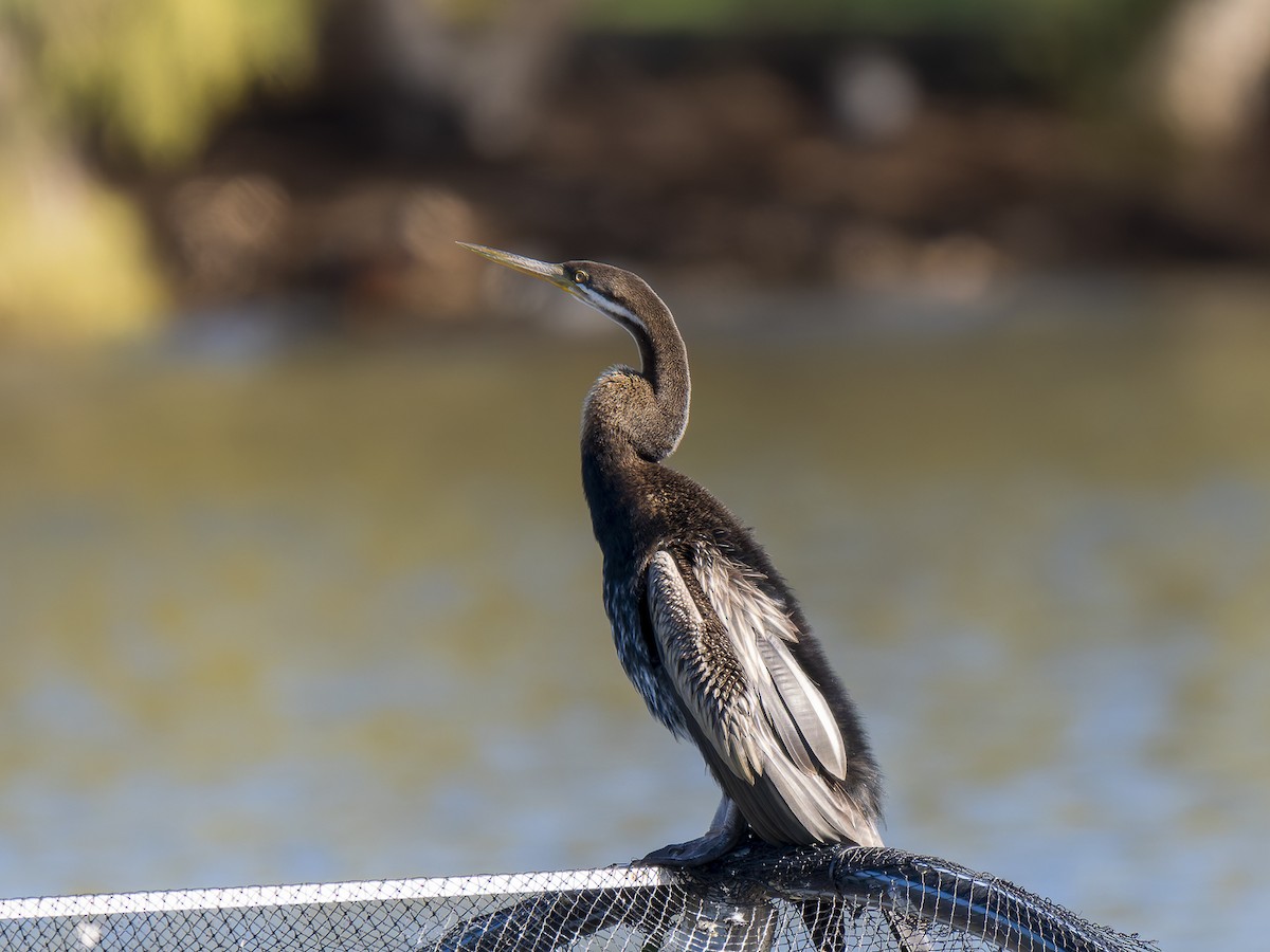 Australasian Darter - ML620633444