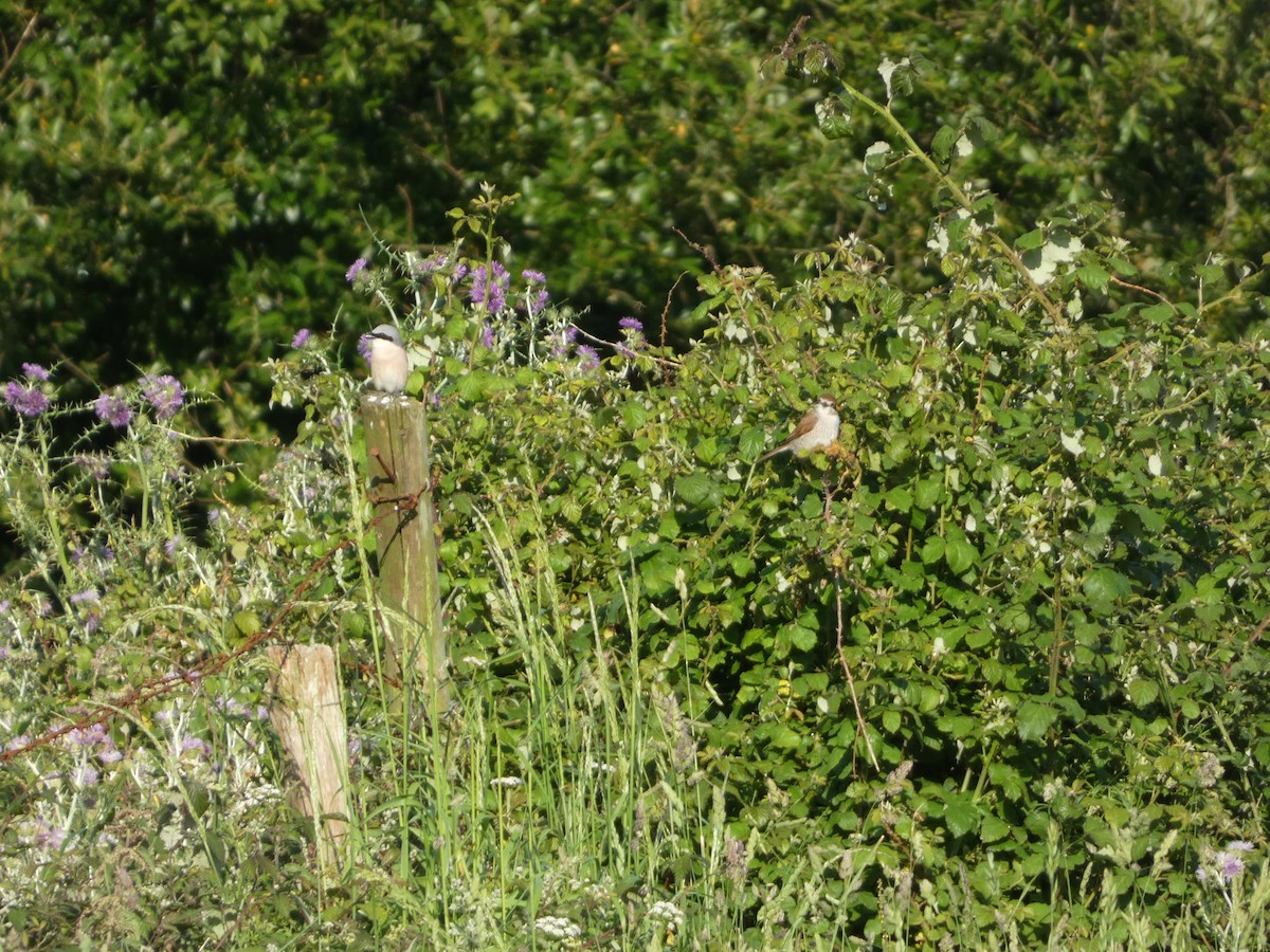 Red-backed Shrike - ML620633454