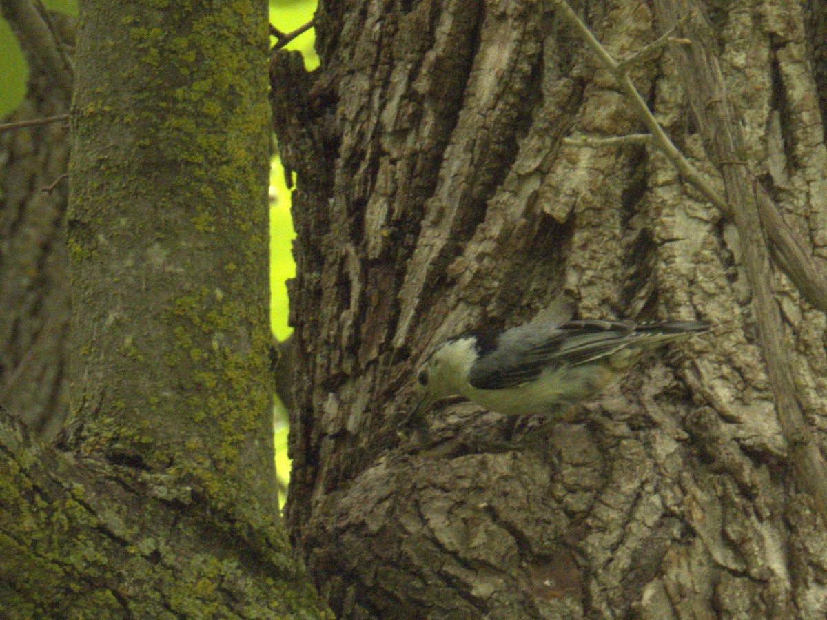 Sittelle à poitrine blanche (carolinensis) - ML620633455