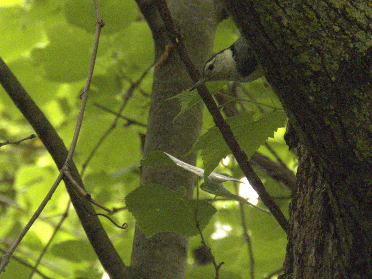 Sittelle à poitrine blanche (carolinensis) - ML620633456