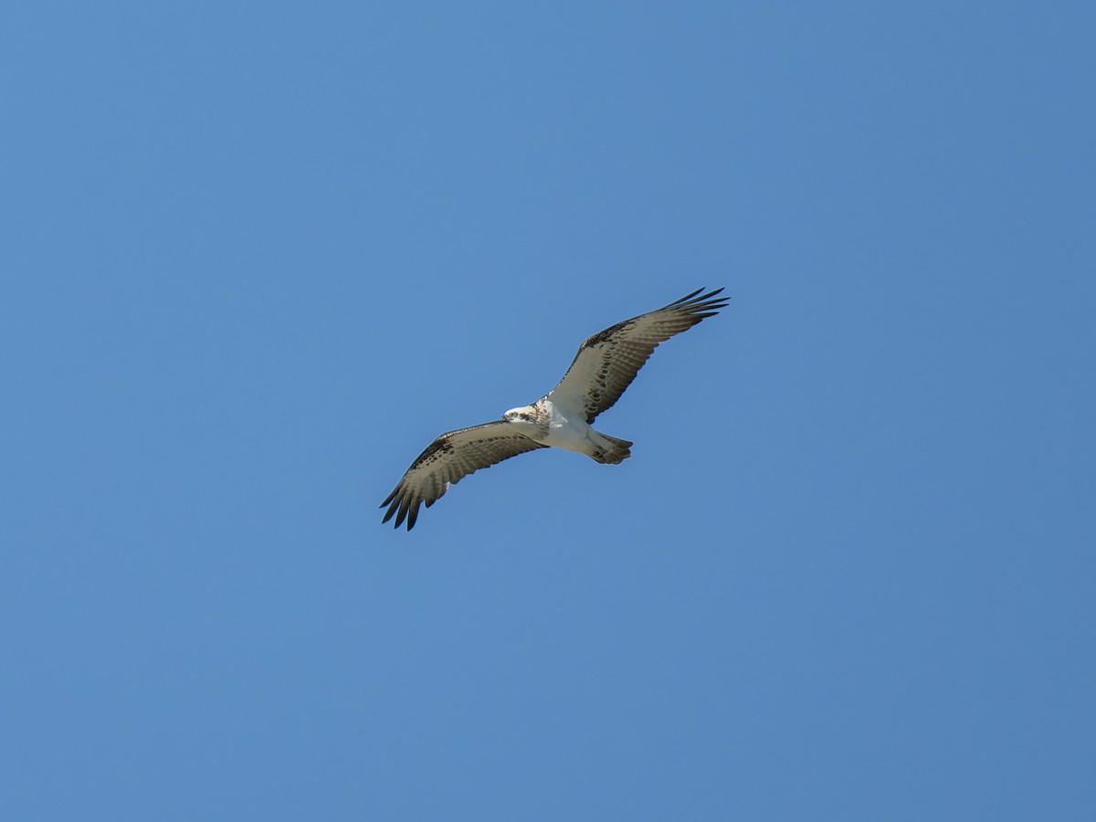 Osprey (Australasian) - Ed Rice