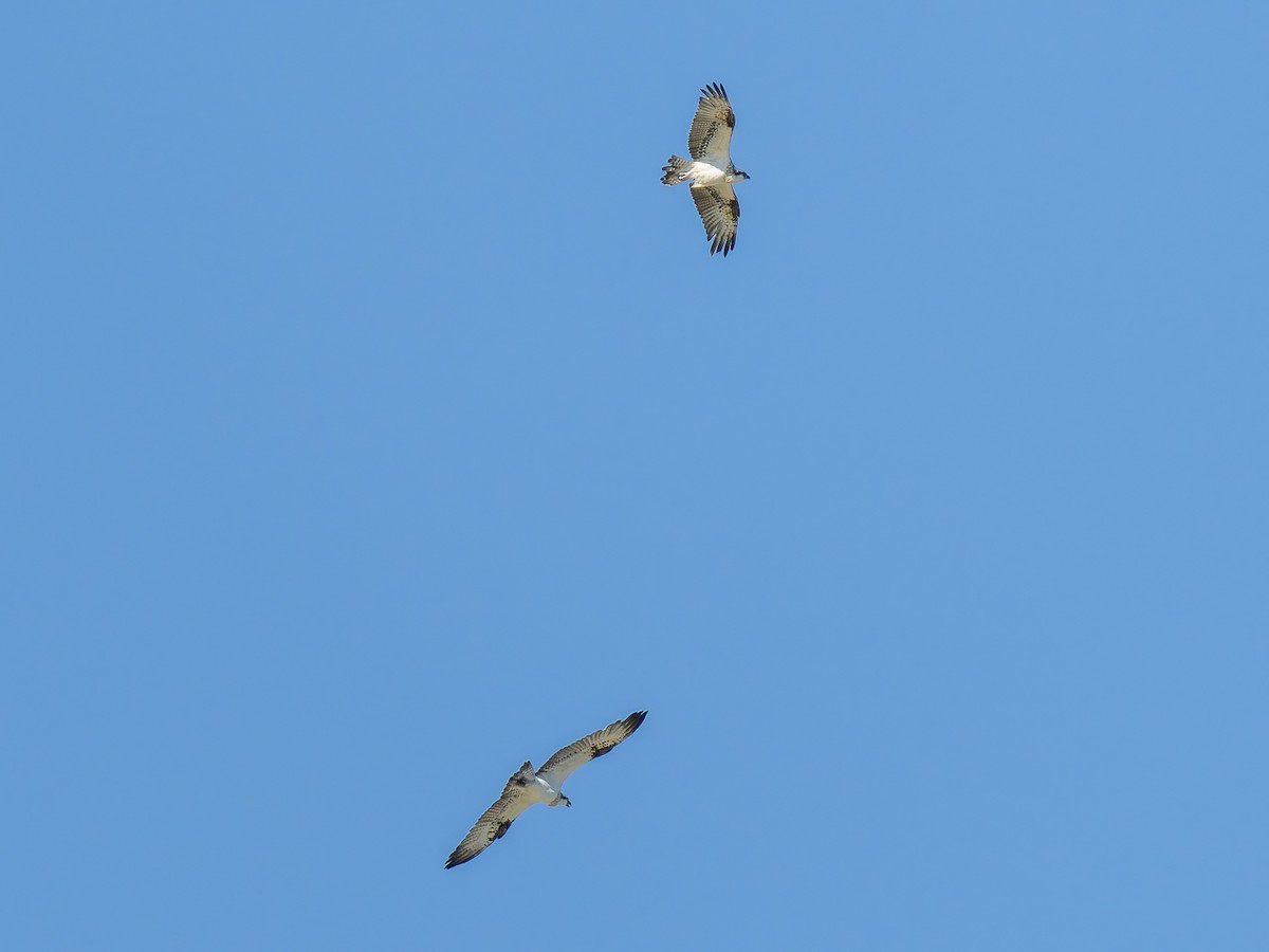 Balbuzard pêcheur (cristatus) - ML620633459