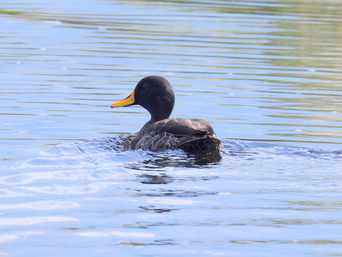 Canard à bec jaune - ML620633462