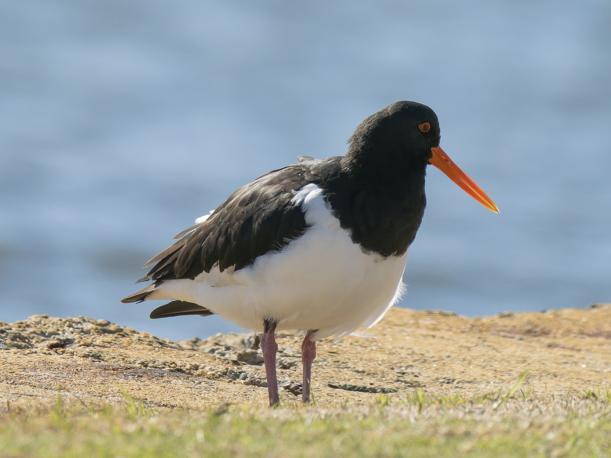 Pied Oystercatcher - ML620633465