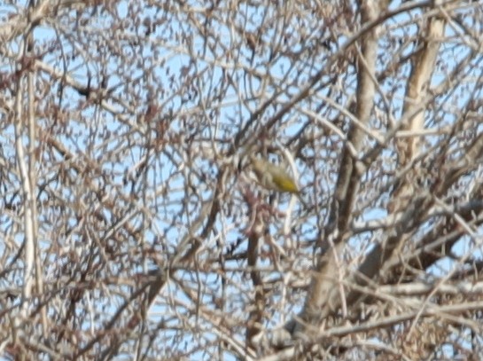 Bohemian Waxwing - ML620633466