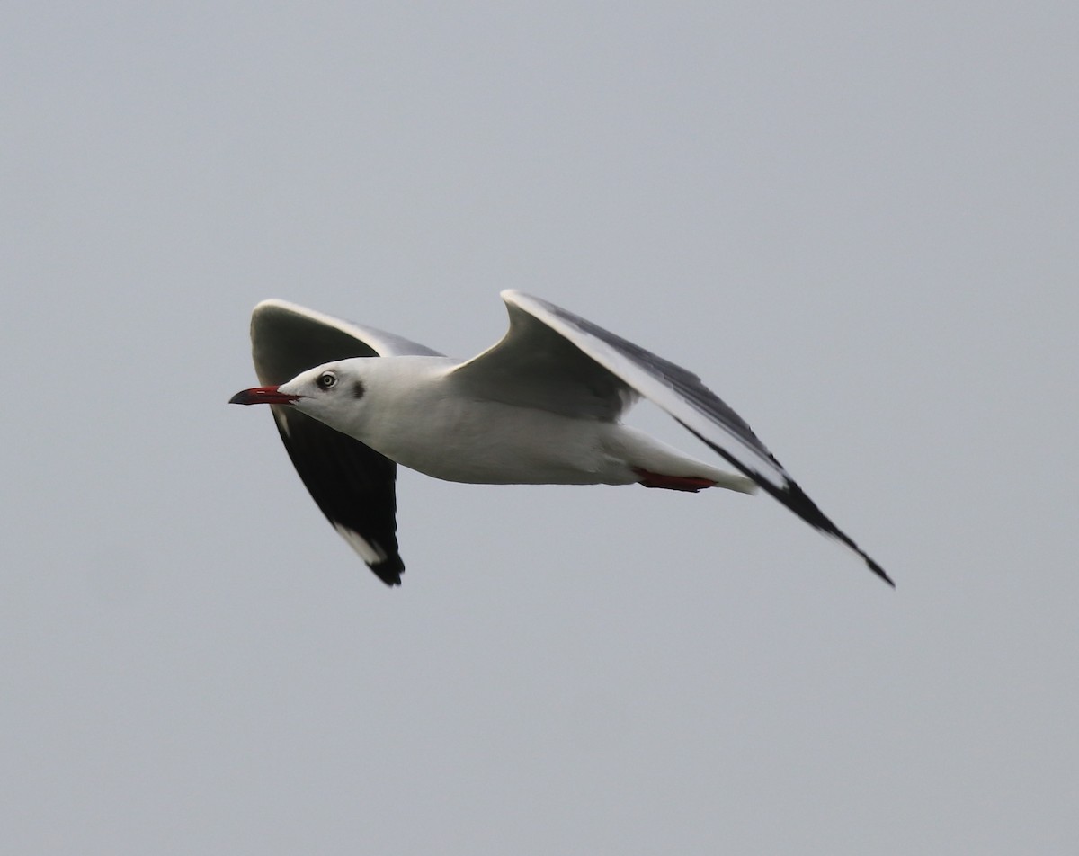 Brown-headed Gull - ML620633470