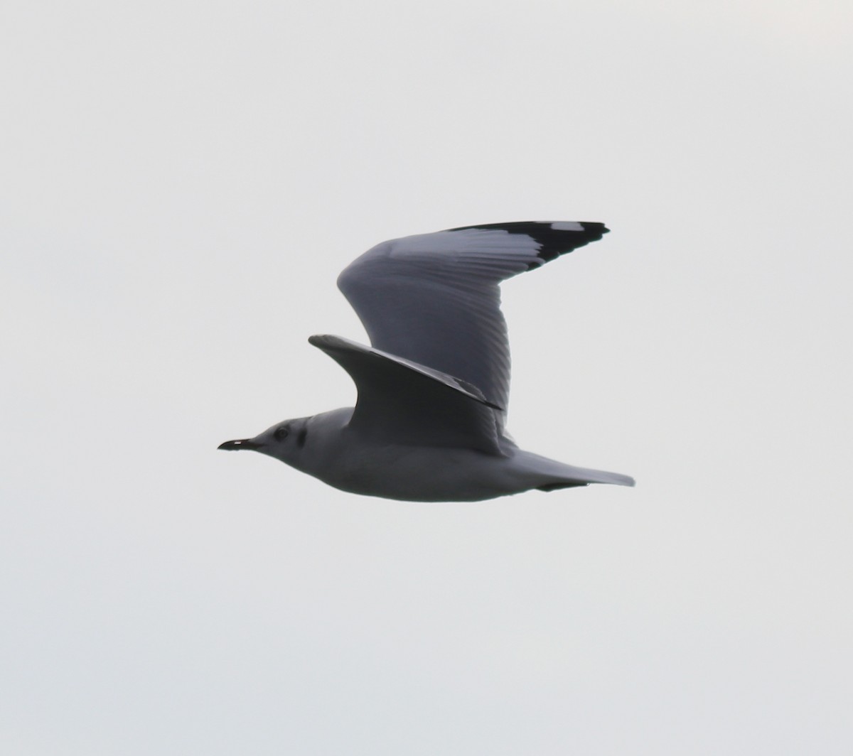 Brown-headed Gull - Afsar Nayakkan
