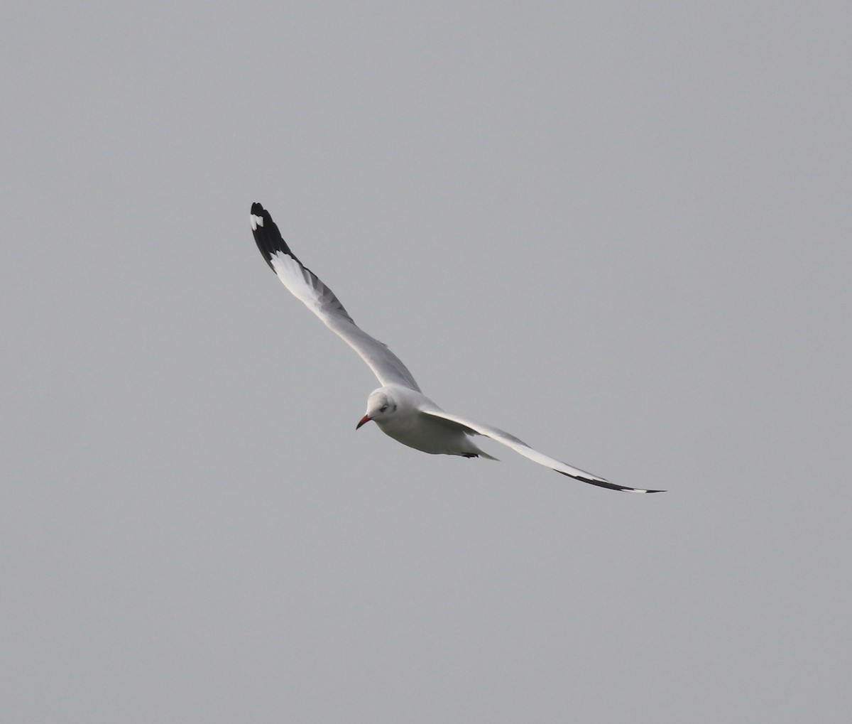 Brown-headed Gull - ML620633477