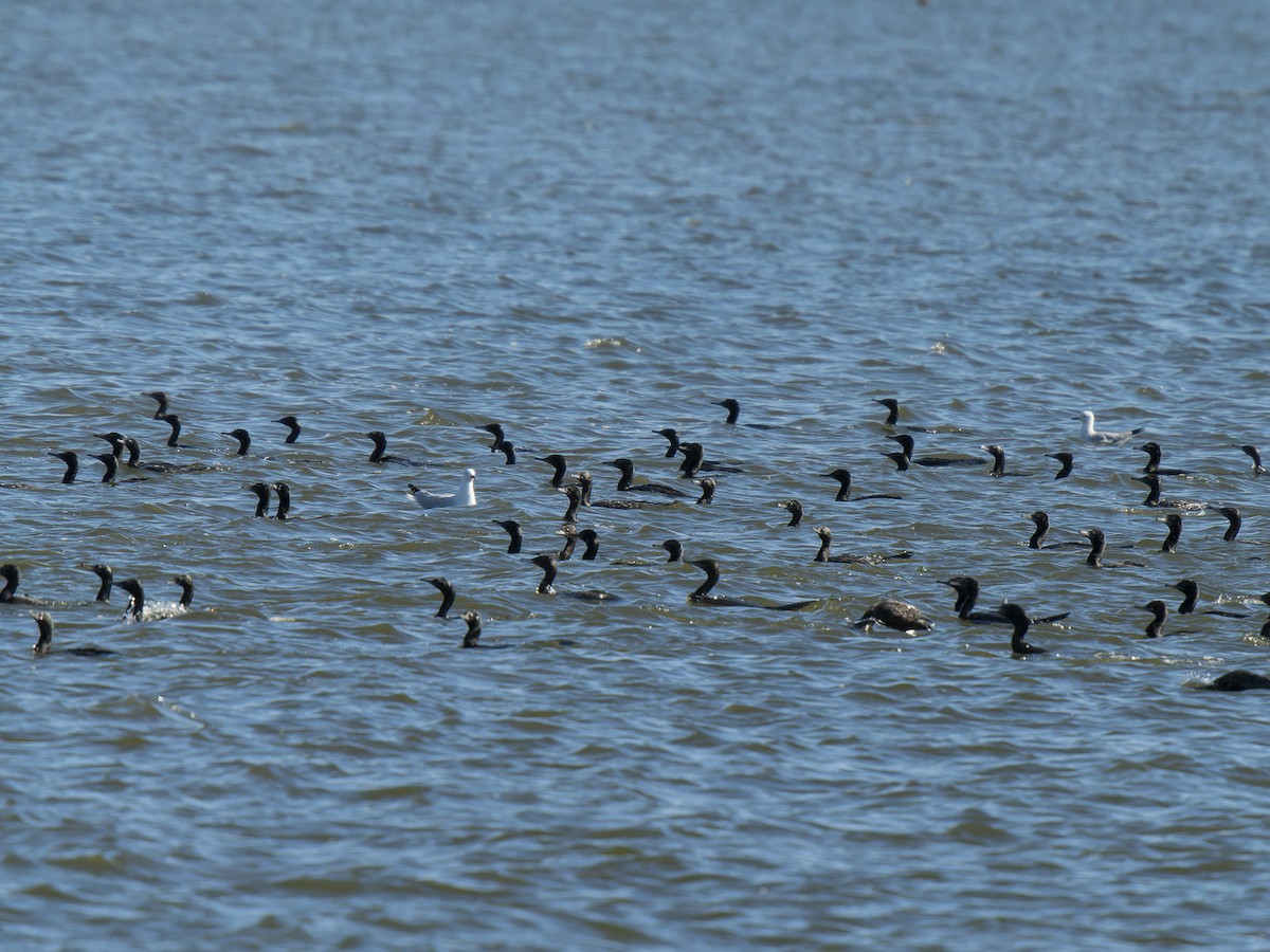 Little Black Cormorant - ML620633480