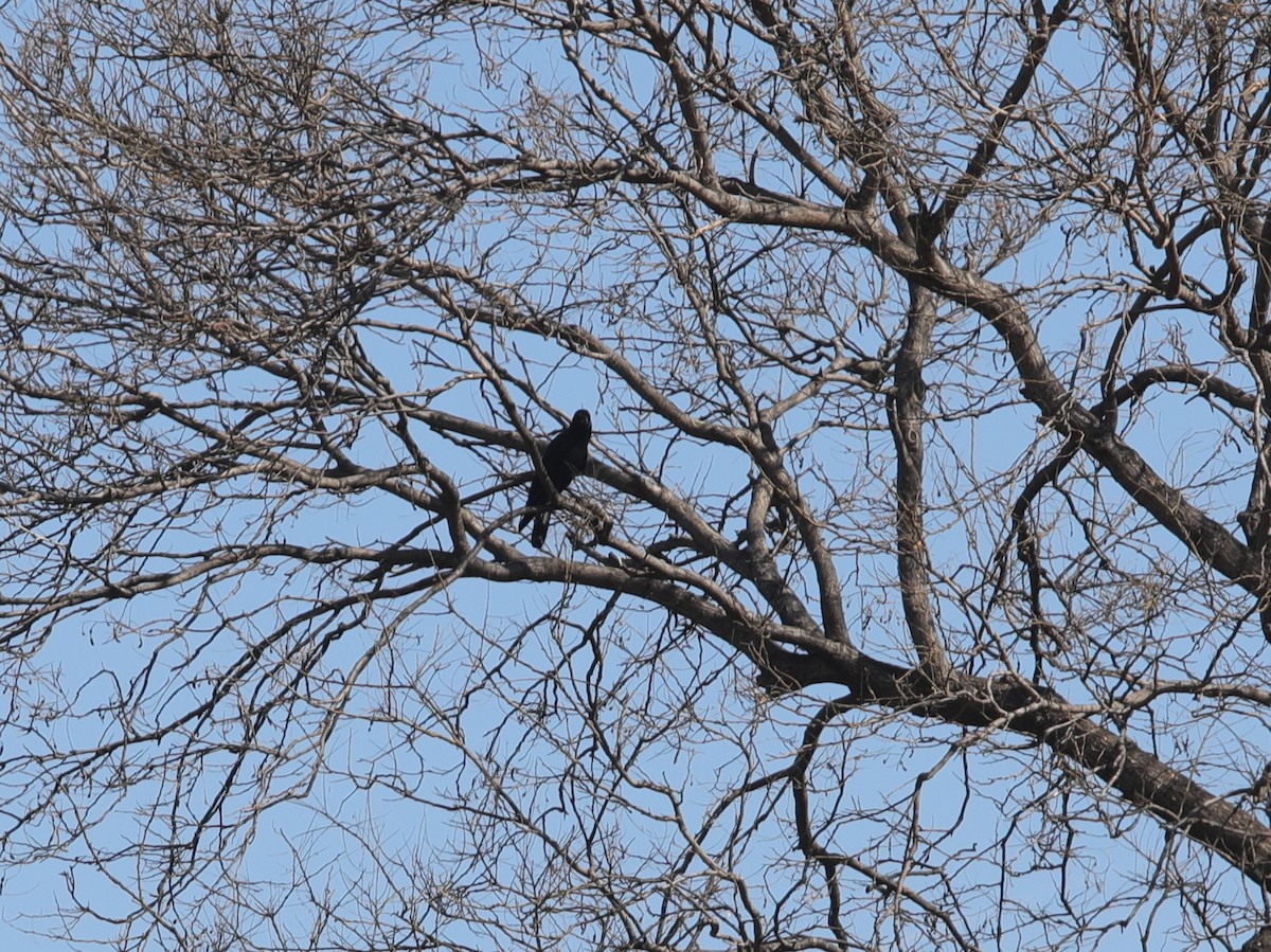 Corbeau à gros bec - ML620633483