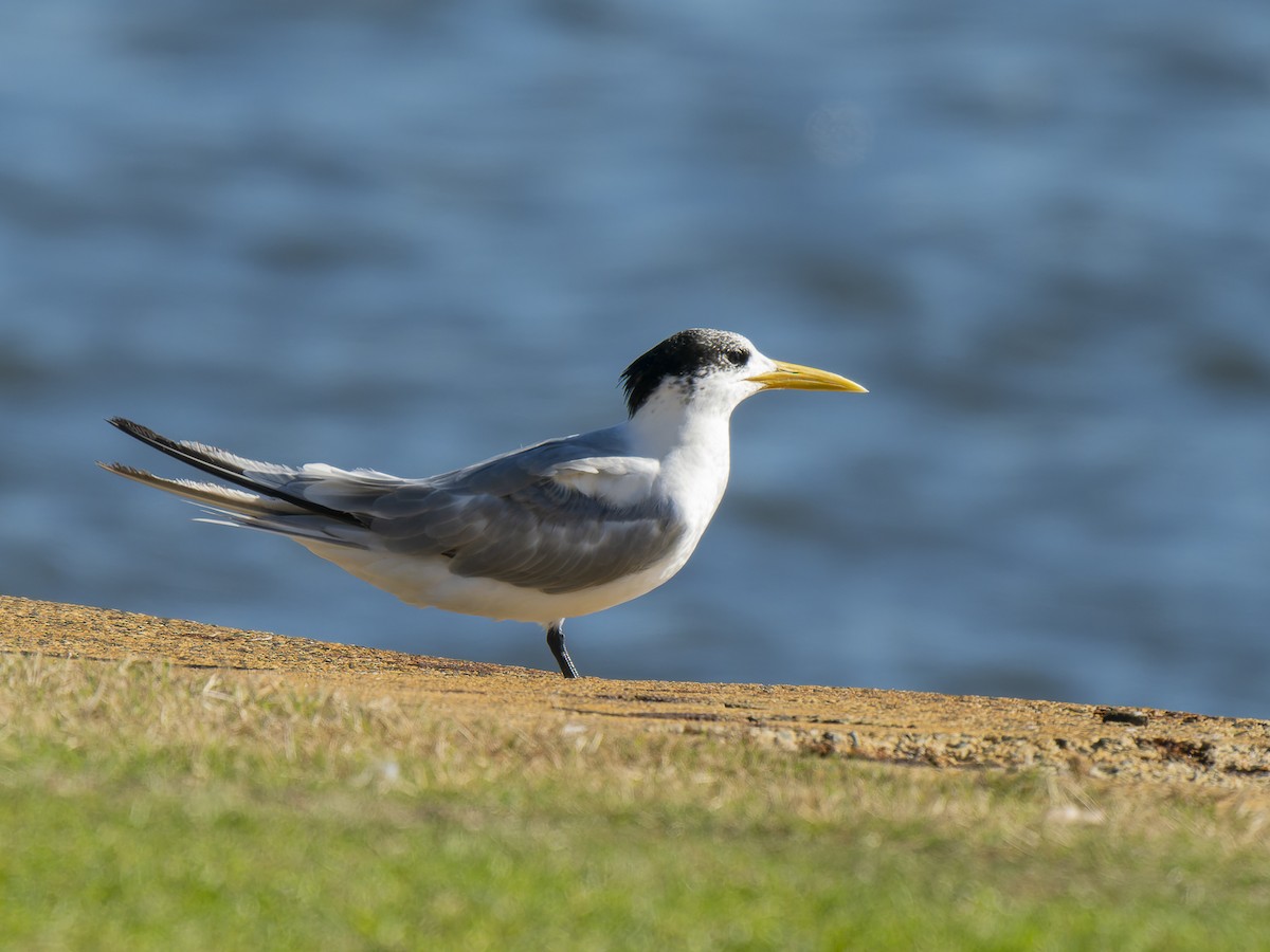 Great Crested Tern - ML620633484