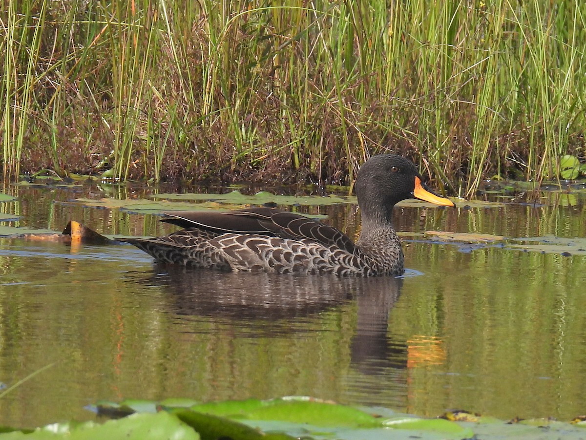 Canard à bec jaune - ML620633485