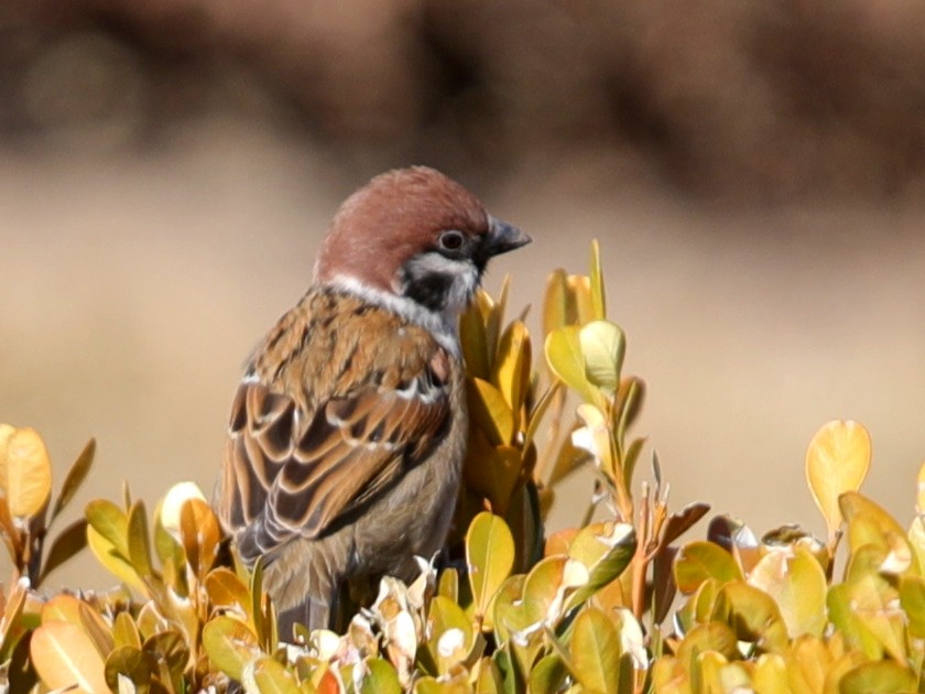 Eurasian Tree Sparrow - ML620633487