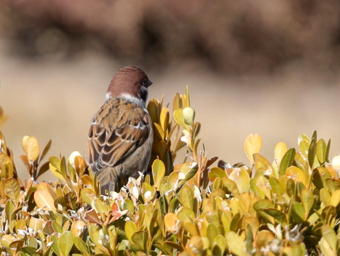 Eurasian Tree Sparrow - ML620633488