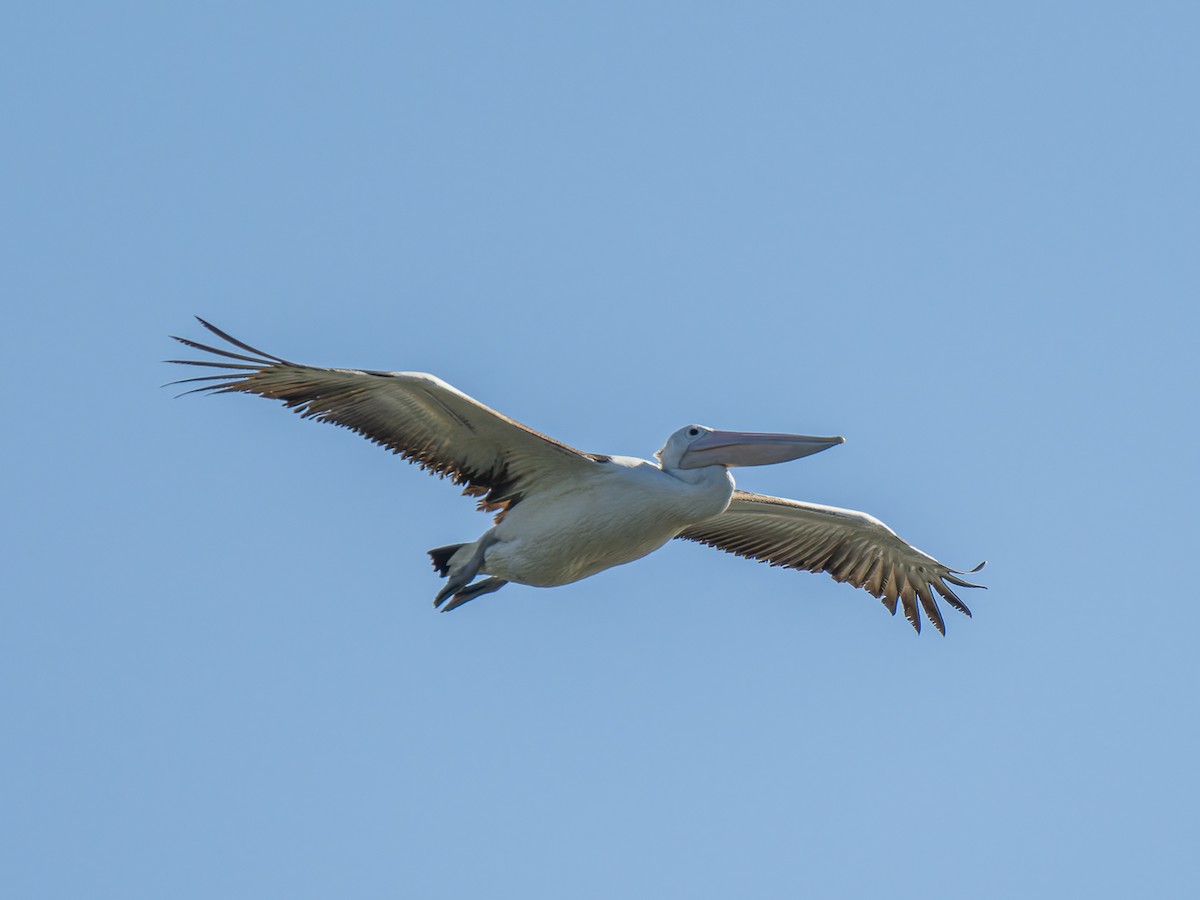 Australian Pelican - ML620633489