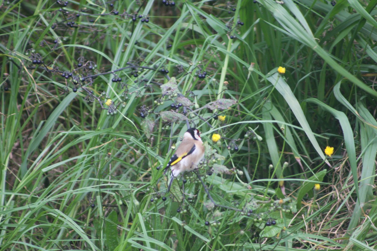 European Goldfinch - ML620633504