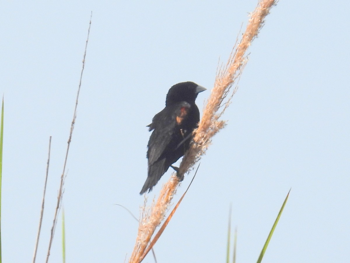 Fan-tailed Widowbird - ML620633508