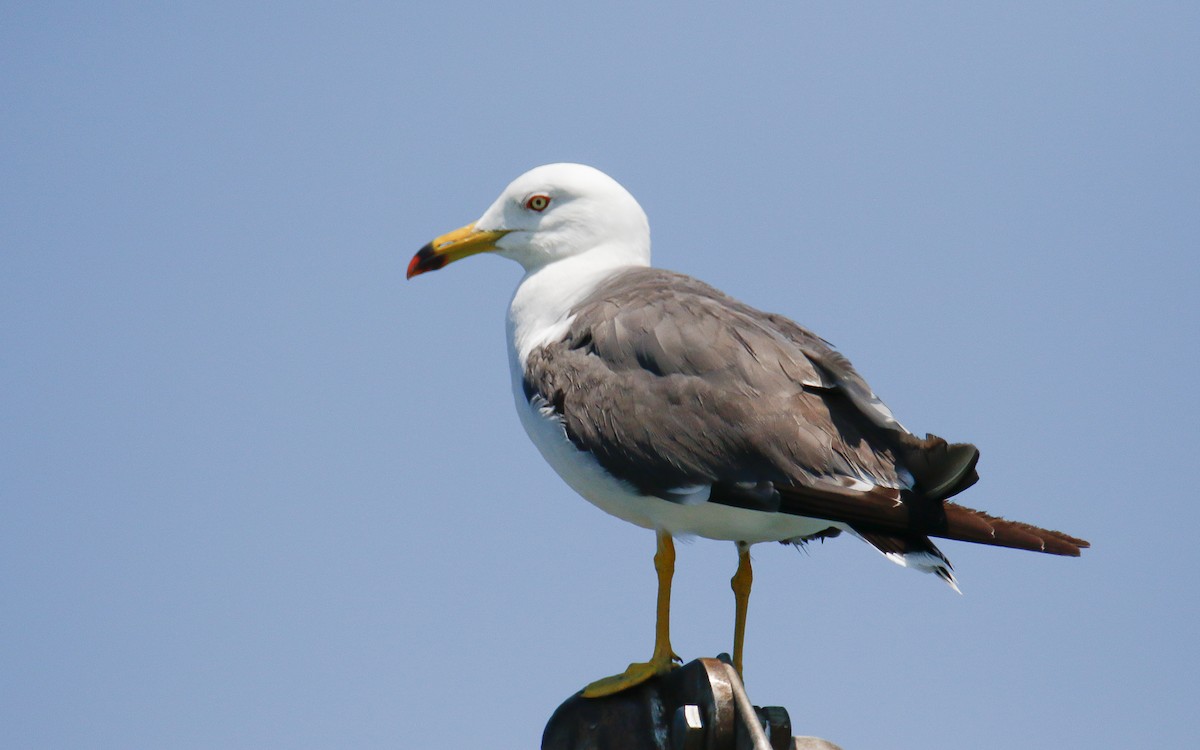 Black-tailed Gull - ML620633510