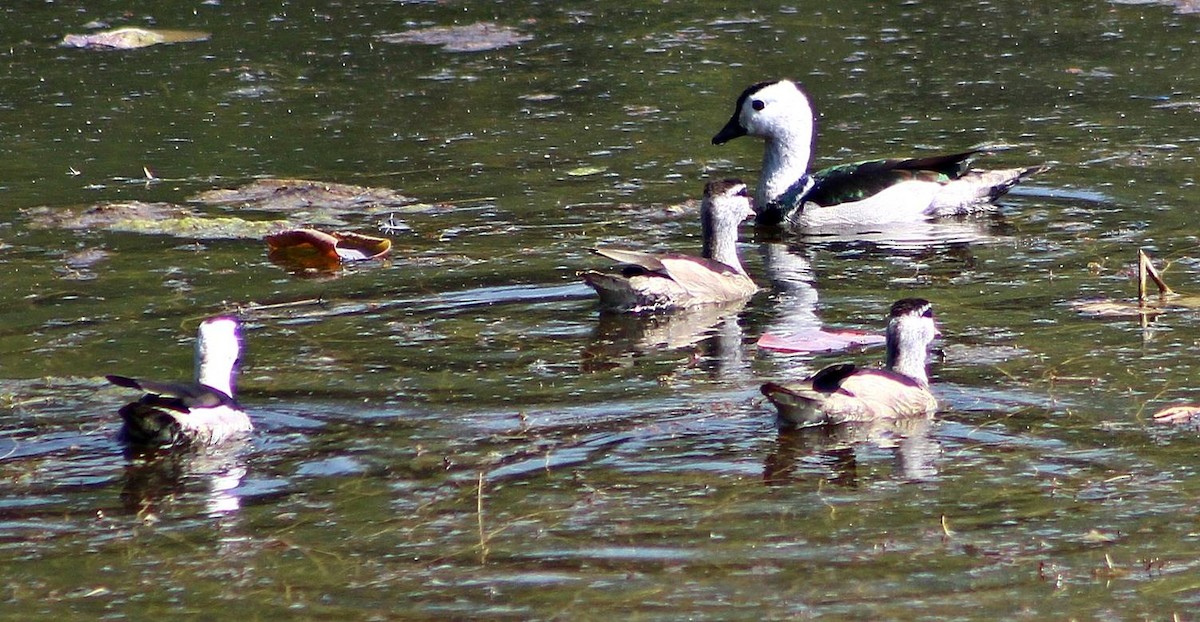 Cotton Pygmy-Goose - ML620633518