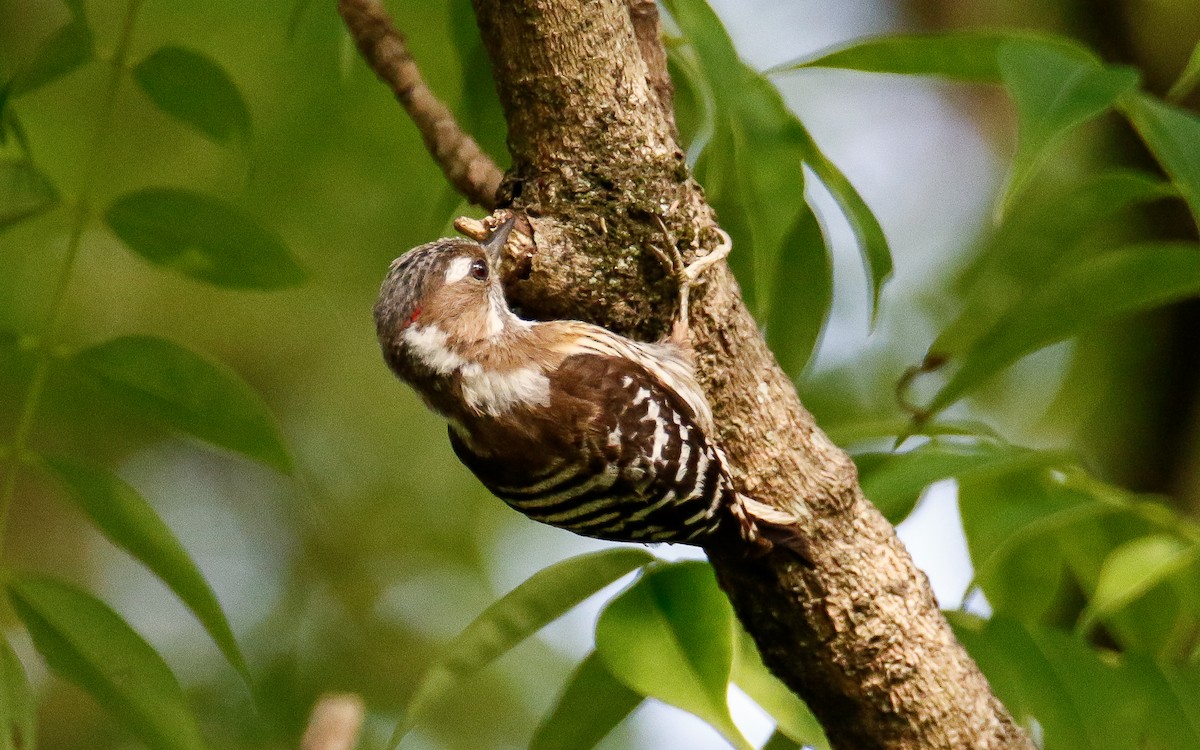 Japanese Pygmy Woodpecker - ML620633528