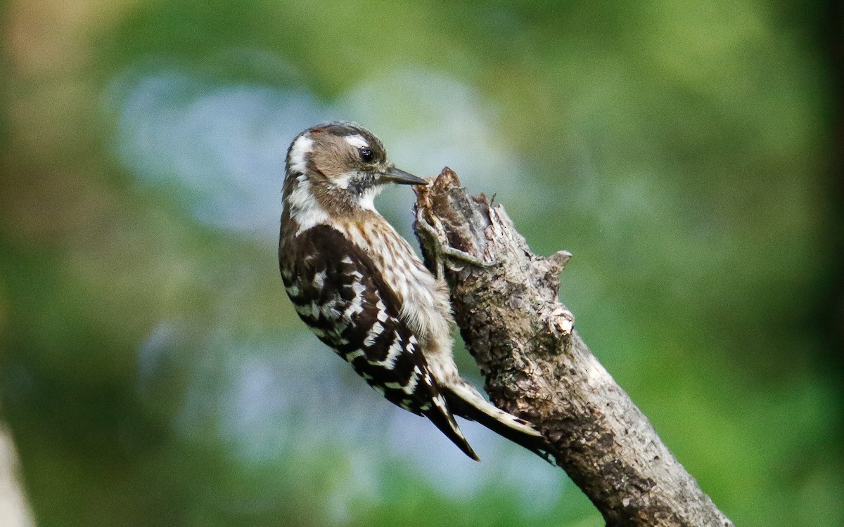 Japanese Pygmy Woodpecker - ML620633529