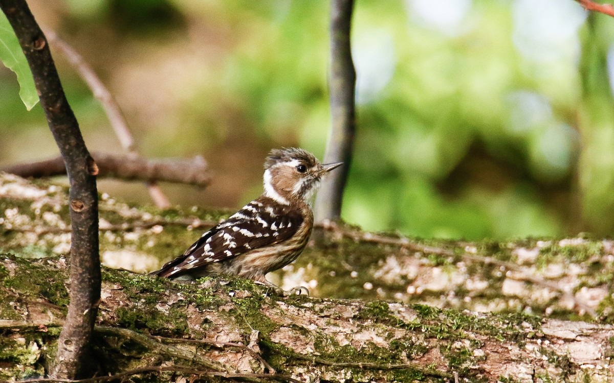 Japanese Pygmy Woodpecker - ML620633530