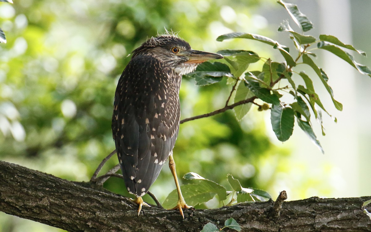 Bihoreau gris (nycticorax) - ML620633534