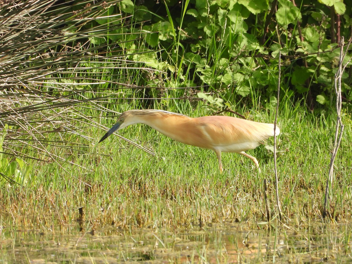 Squacco Heron - ML620633536