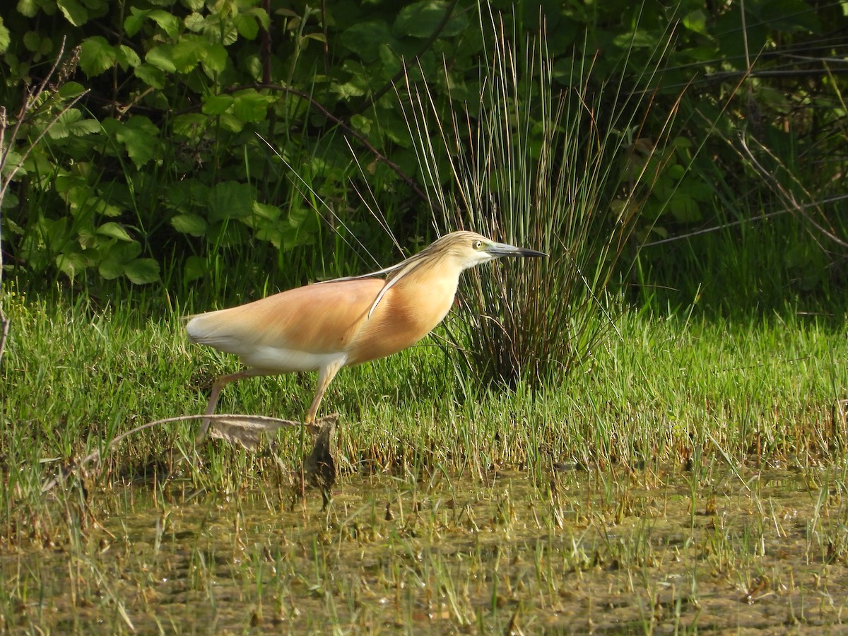 Squacco Heron - ML620633542