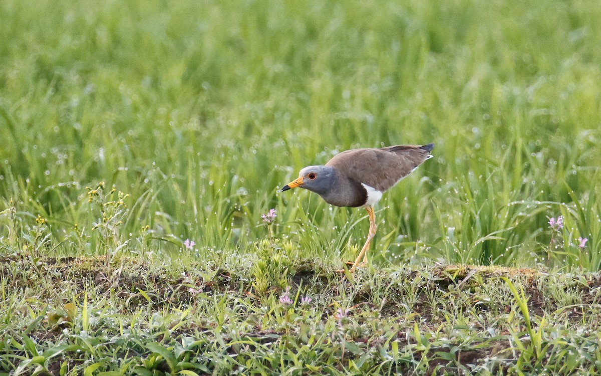 Gray-headed Lapwing - ML620633543