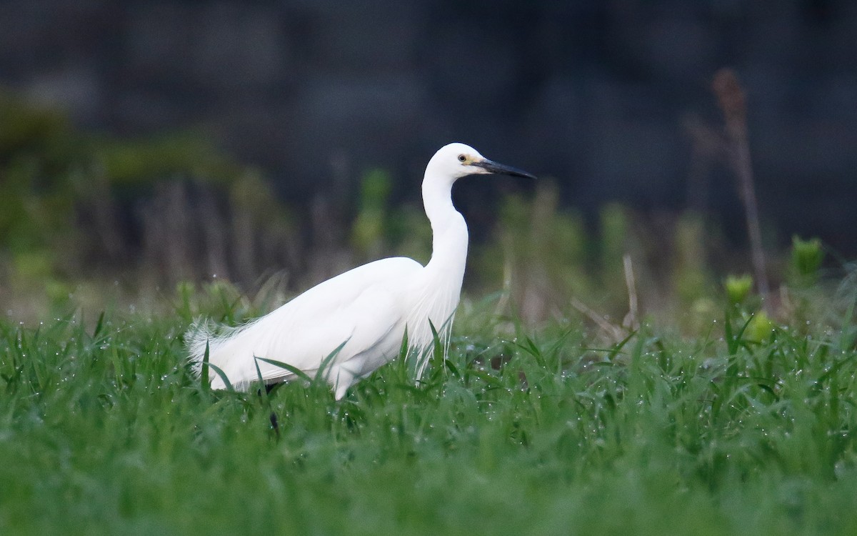 Little Egret (Western) - ML620633547