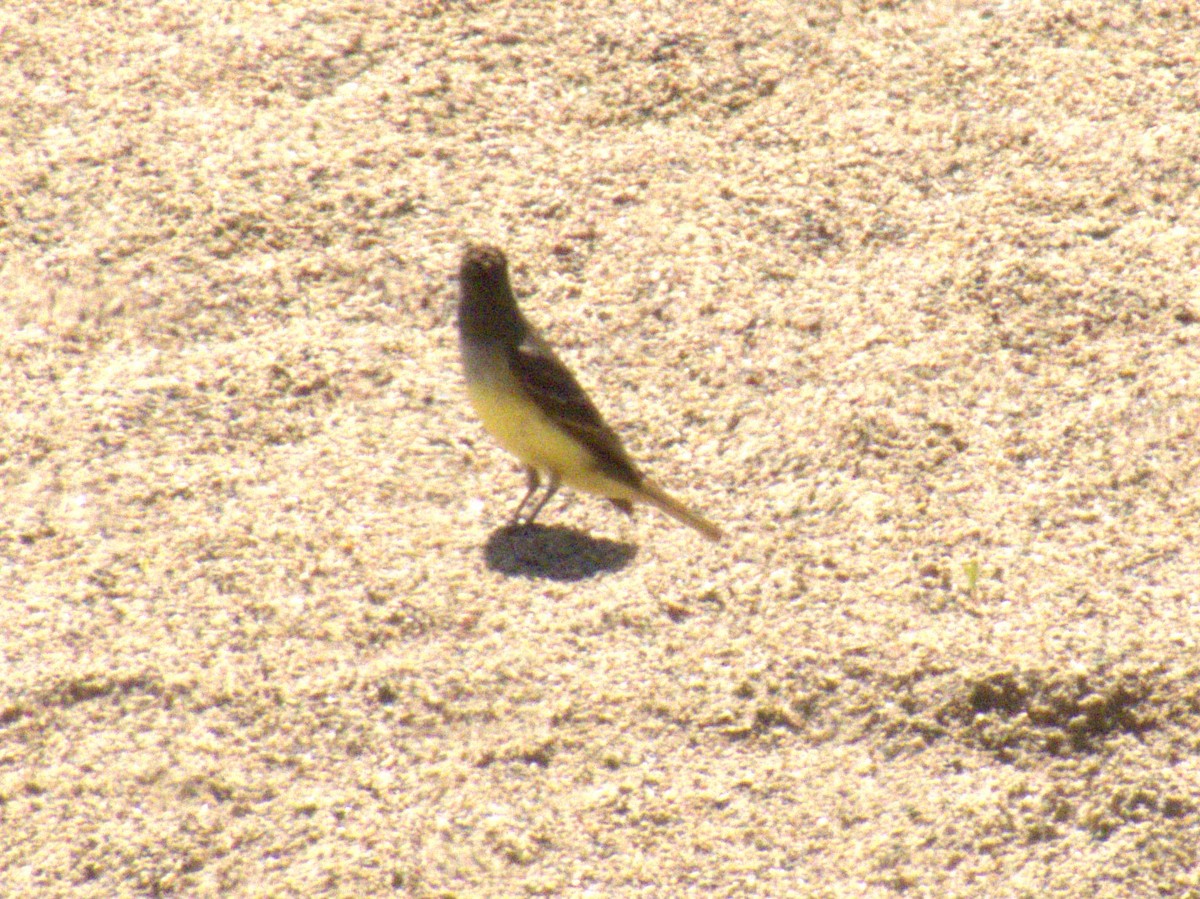 Great Crested Flycatcher - Beth  Cottam