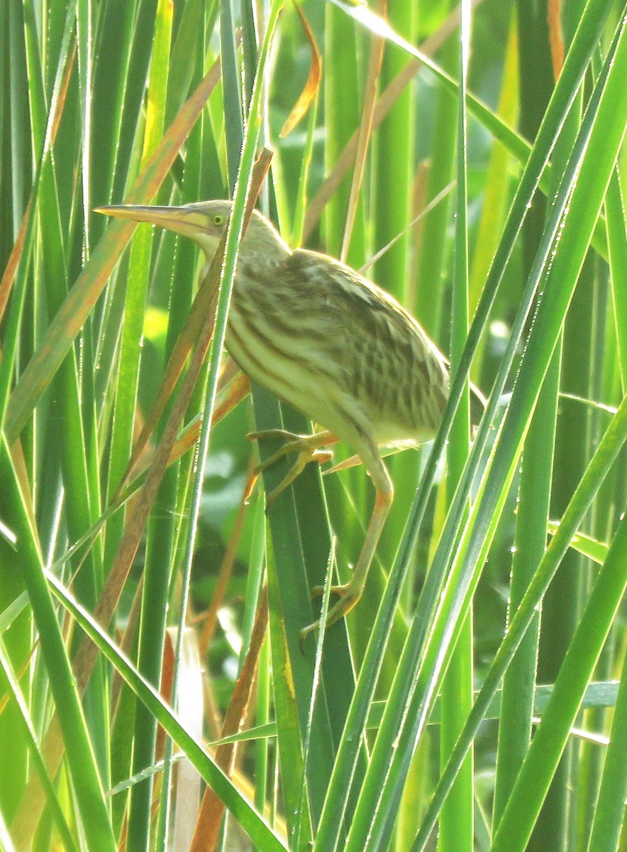 Yellow Bittern - ML620633552