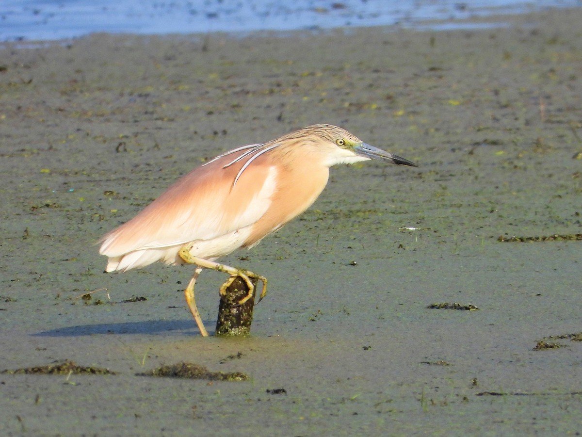 Squacco Heron - ML620633553