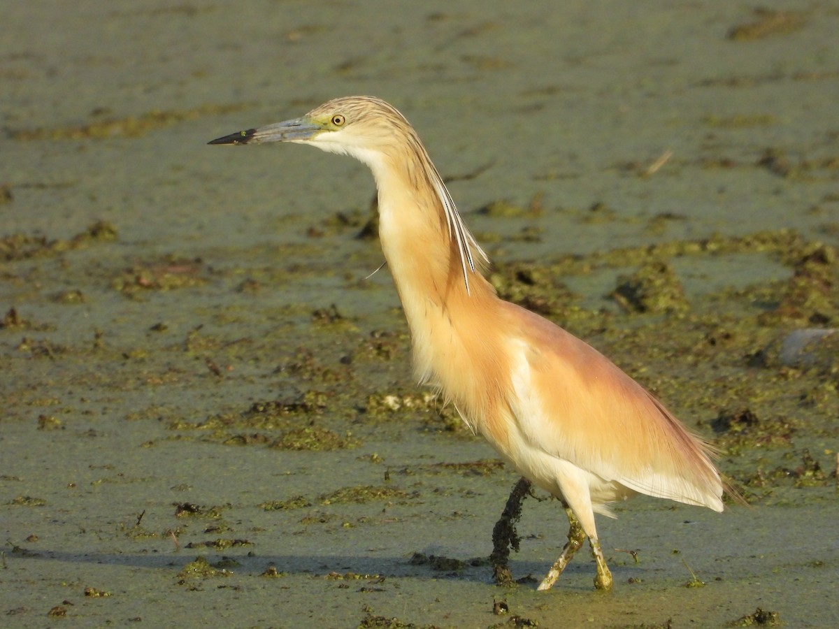 Squacco Heron - ML620633554