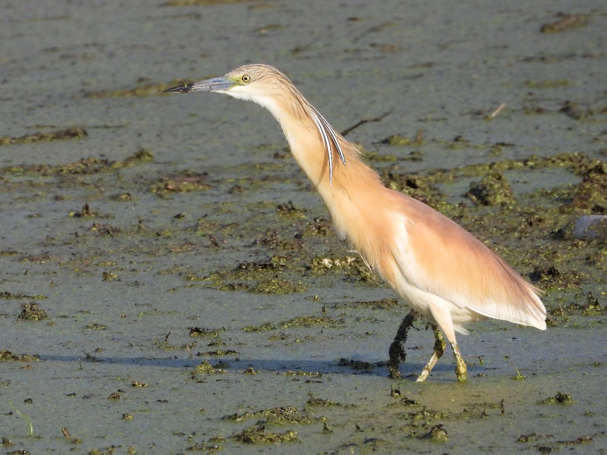 Squacco Heron - ML620633570