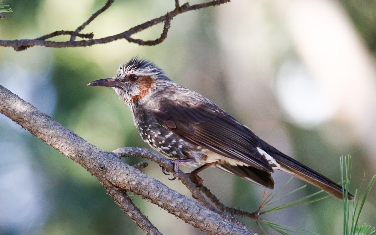 Bulbul à oreillons bruns - ML620633572