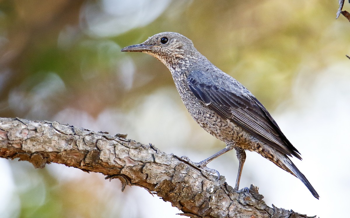 Blue Rock-Thrush (philippensis) - ML620633573