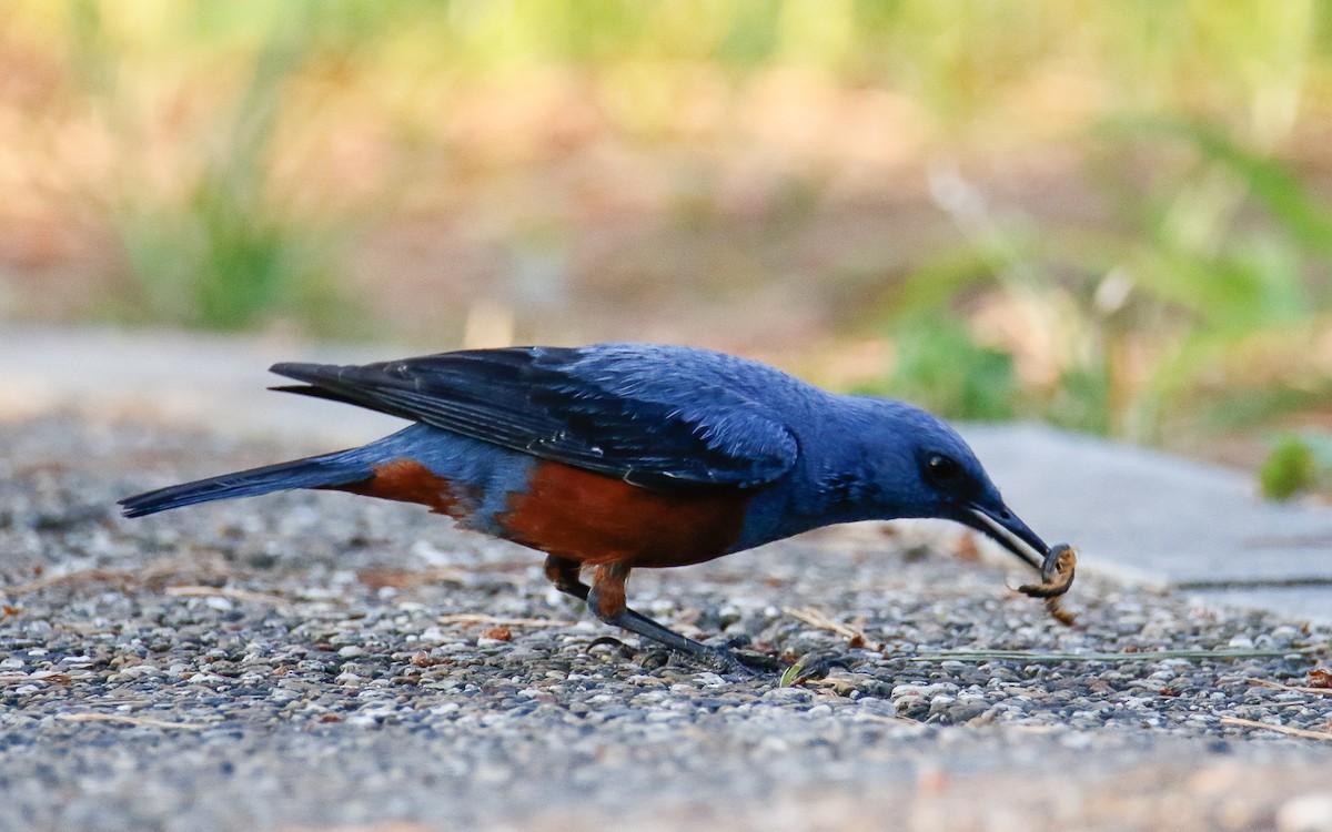 Blue Rock-Thrush (philippensis) - ML620633574