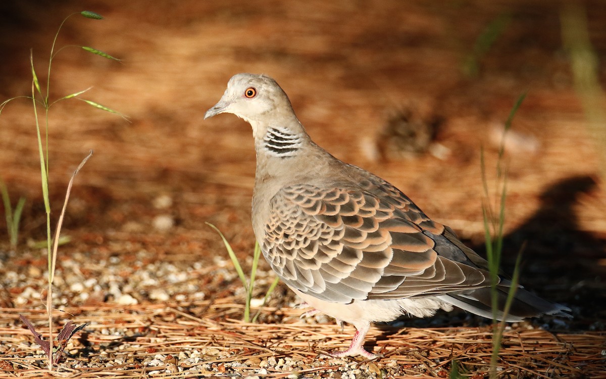 Oriental Turtle-Dove - ML620633576