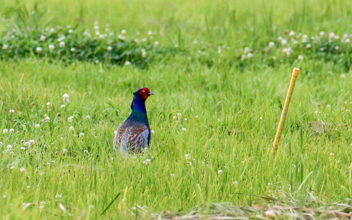 Green Pheasant - ML620633587