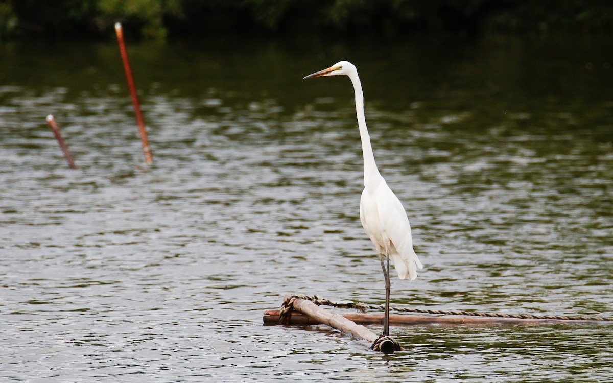 Grande Aigrette - ML620633589