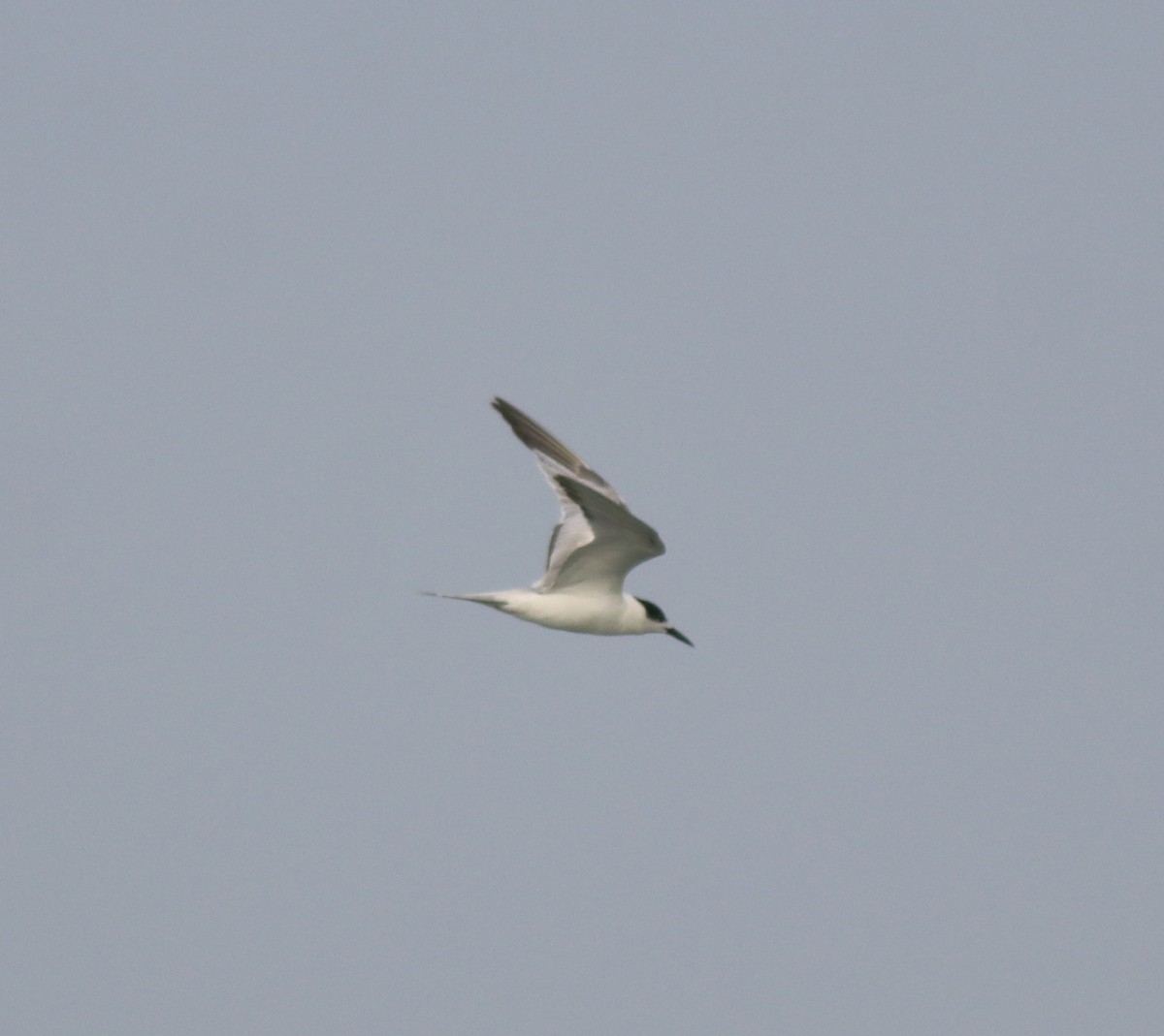 Common Tern - ML620633592
