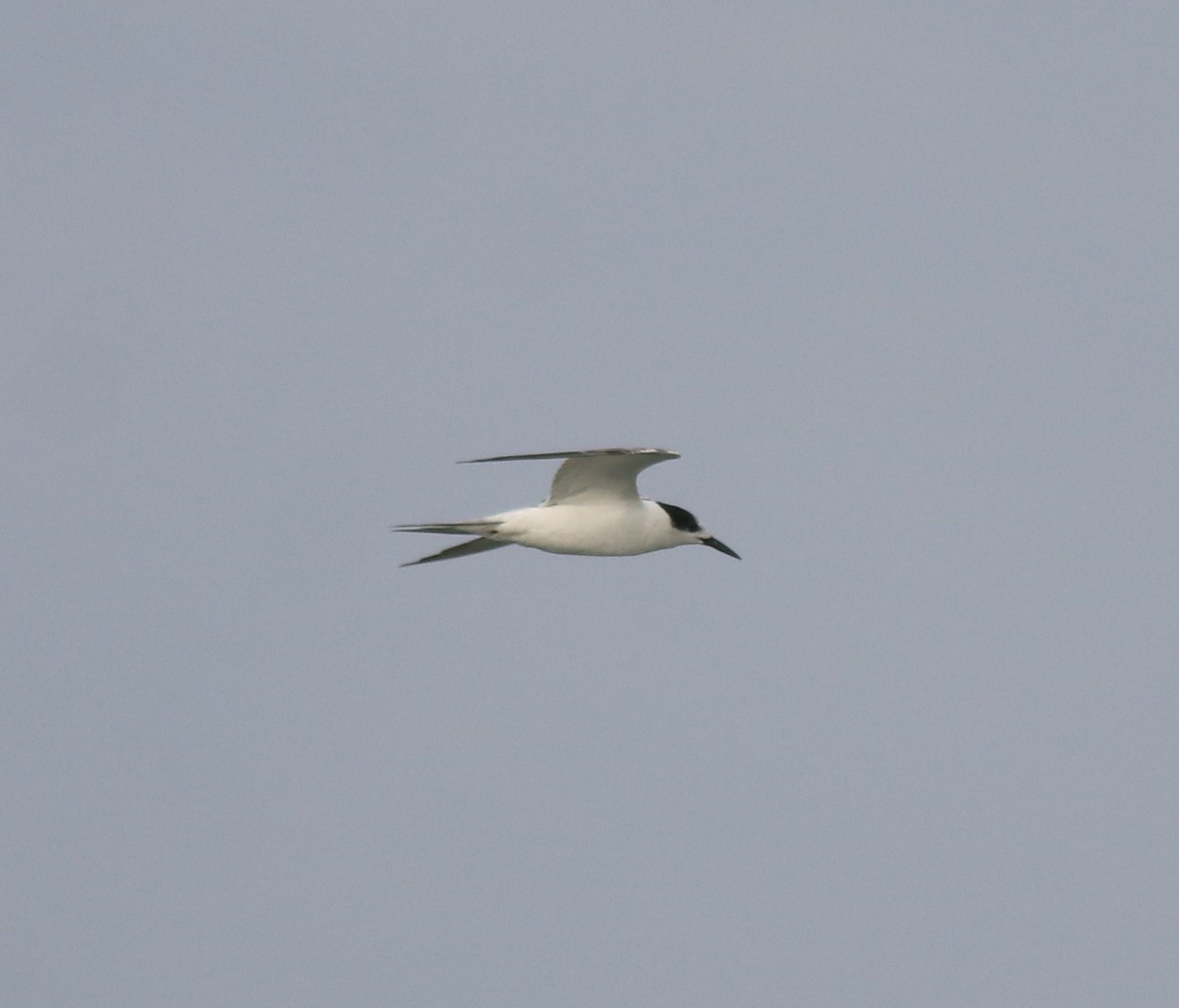 Common Tern - ML620633596